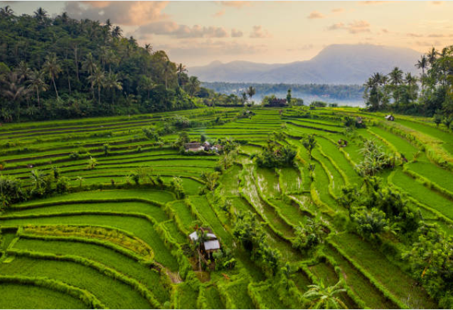 Portrait of bali